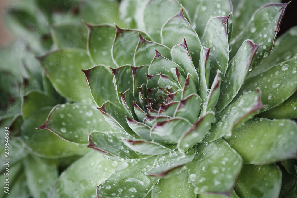 Houseleek, close-up of green pointed leaves covered with dew Houseleek, close-up of green pointed leaves covered with dew