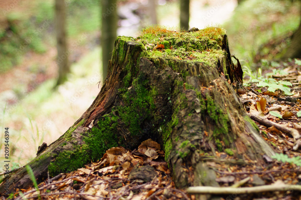 Old felled root in the forest, overgrown with mosses. Nice colors and background blur. Old felled root in the forest, overgrown with mosses. Nice colors and background blur.