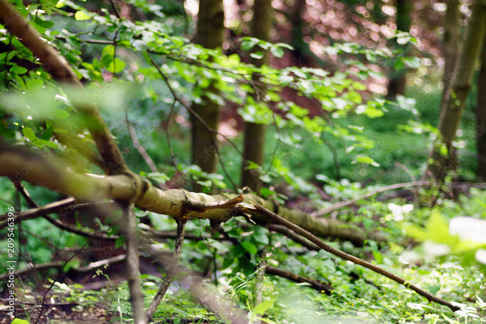 Green leaves hanging from a tree in the forest, large blur background. The photo can be used as a background. Green leaves hanging from a tree in the forest, large blur background. The photo can be used as a background.