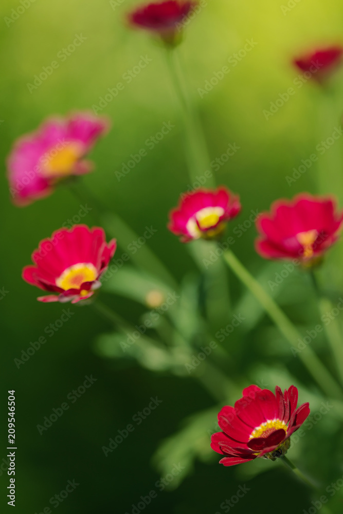 Summer colorful daisy flowers on green meadow. Summer colorful daisy flowers on green meadow.