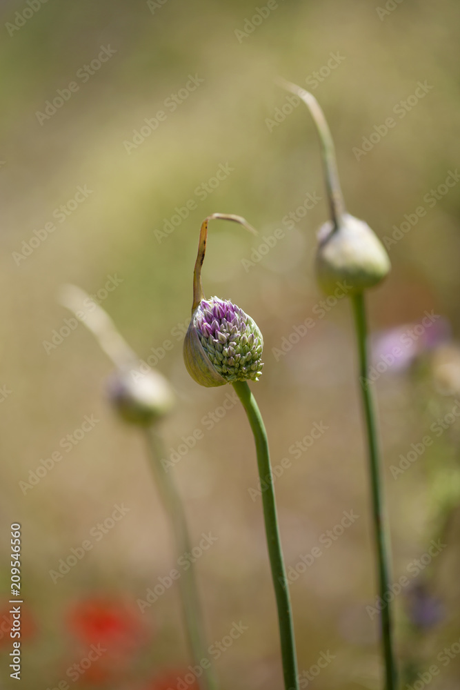Flora of Gran Canaria - Allium ampeloprasum Flora of Gran Canaria - Allium ampeloprasum