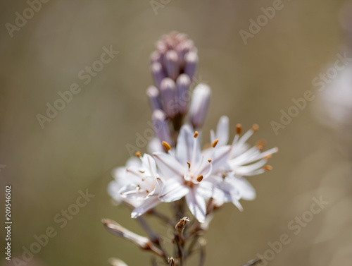 Flora of Gran Canaria - Asphodelus ramosus photo