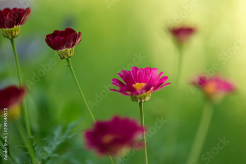 Summer colorful daisy flowers on green meadow. © COLOR PHOTO