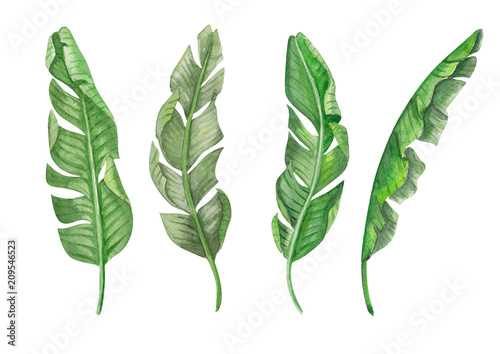 Set of Tropical banana green leaves watercolor illustration