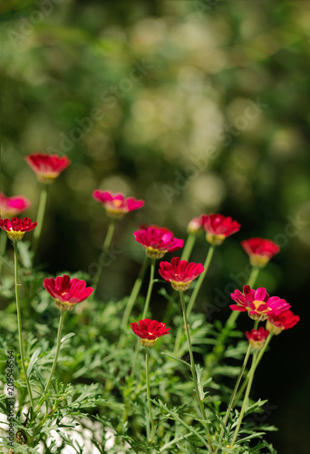 Summer colorful daisy flowers on green meadow.