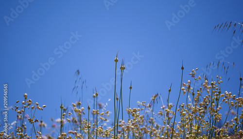 Flora of Gran Canaria -  Allium ampeloprasum