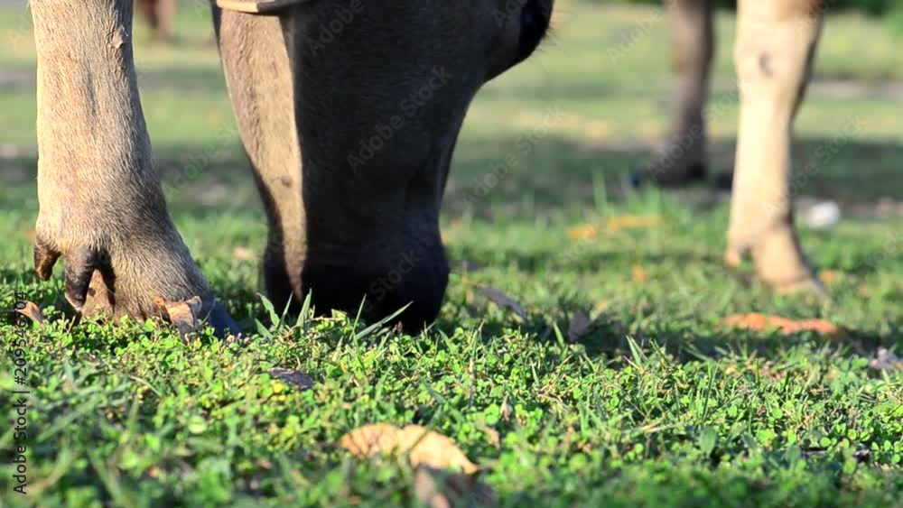Buffalo graze in the meadow.