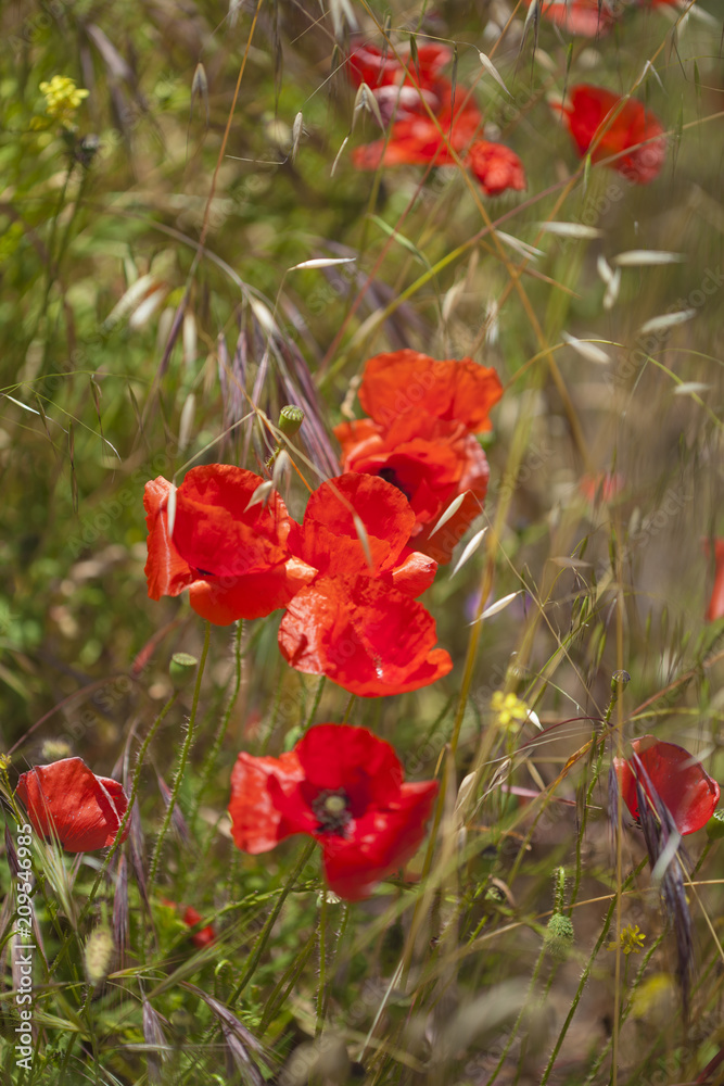 Obraz premium Flora of Gran Canaria - field poppy