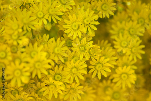 Flora of Gran Canaria -  Aeonium arboreum