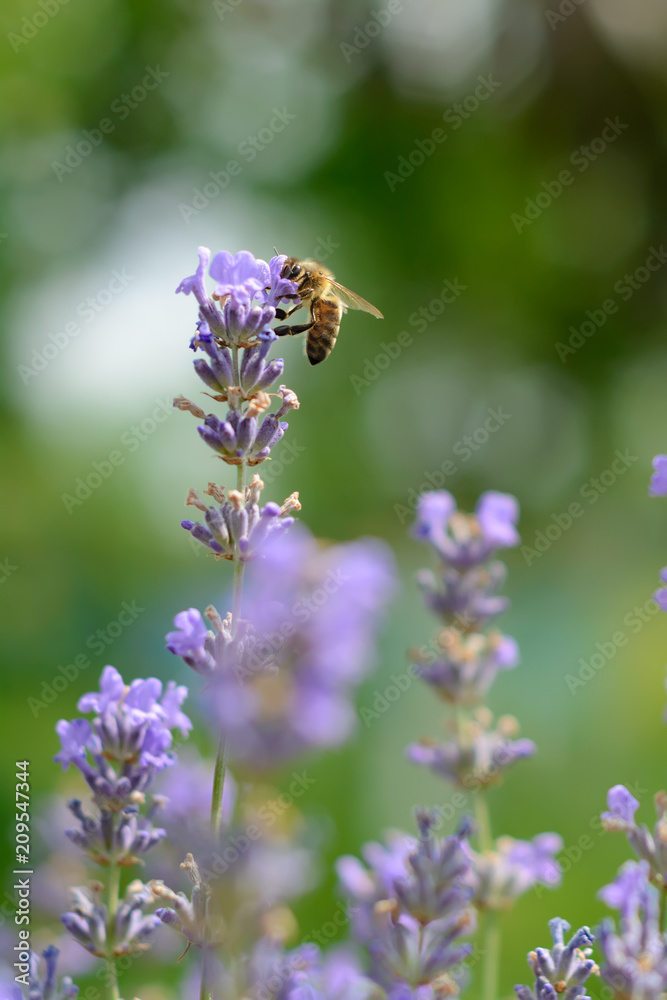 The bee pollinates the lavender flowers. Plant decay with insects. The bee pollinates the lavender flowers. Plant decay with insects.