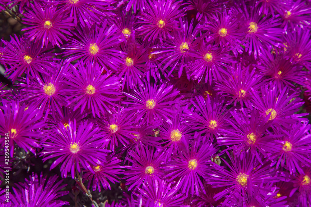 bright magenta Delosperma background