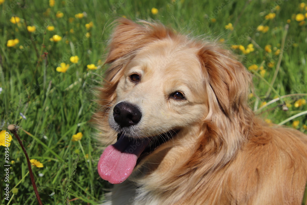 Portrait of a golden retriever mix  between yellow flowers in the meadow.