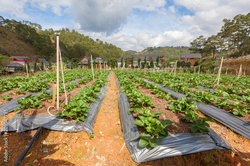 Fresh organic strawberries growing on the plantation on a sunny day