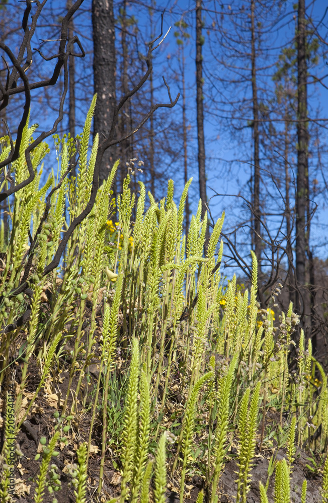 Fototapeta premium Gran Canaria, June