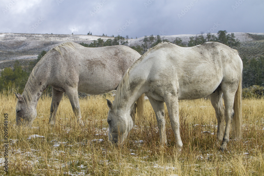 Obraz premium two white ranch horses grazing in grassy pasture with snow; Wyoming mountains