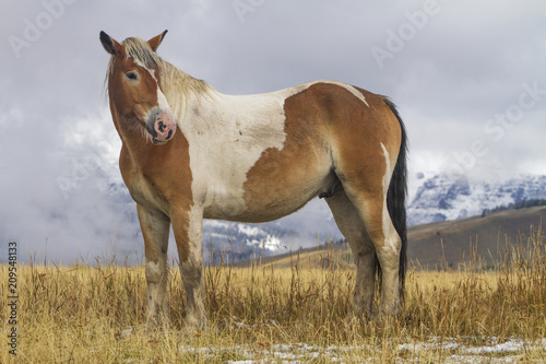 pinto ranch horse standing in grassy pasture with snow  Wyoming mountains