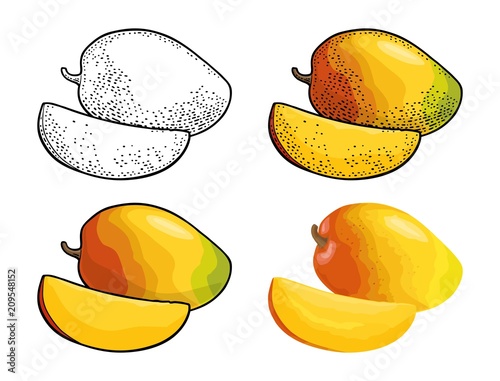 Whole and slice mango. Vector color vintage engraving and flat