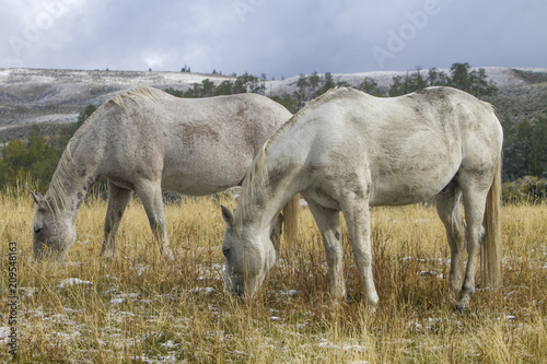 two white ranch horses grazing in grassy pasture with snow; Wyoming mountains