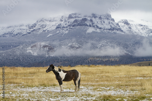pinto ranch horse standing in grassy pasture with snow; Wyoming mountains