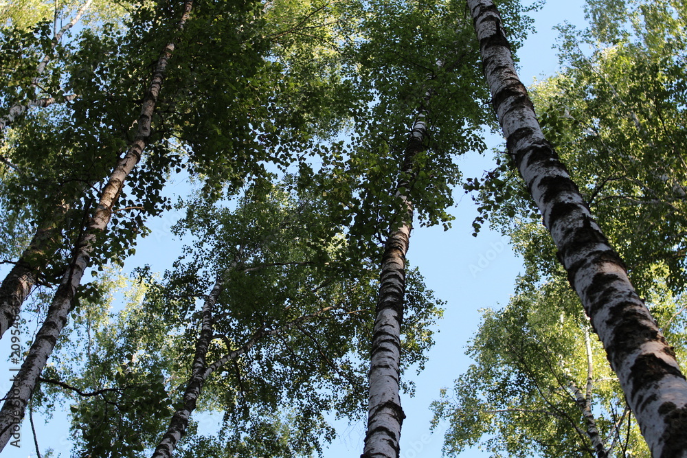Fototapeta premium White birch trees in a summer forest