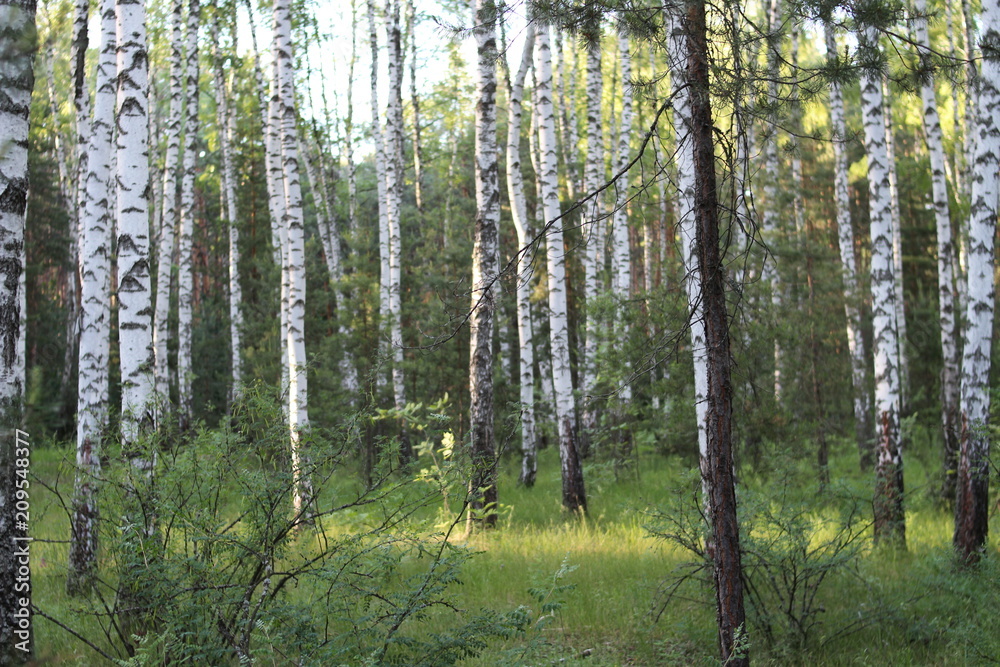 White birch trees in a summer forest White birch trees in a summer forest