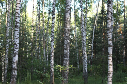 White birch trees in a summer forest
