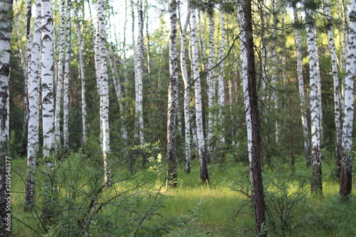 White birch trees in a summer forest
