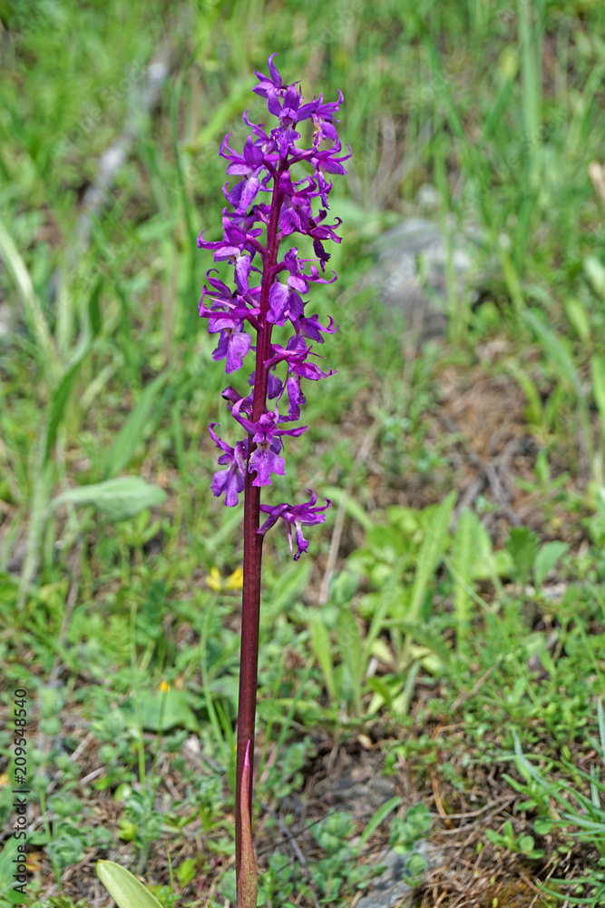 Orchidée Orchidée