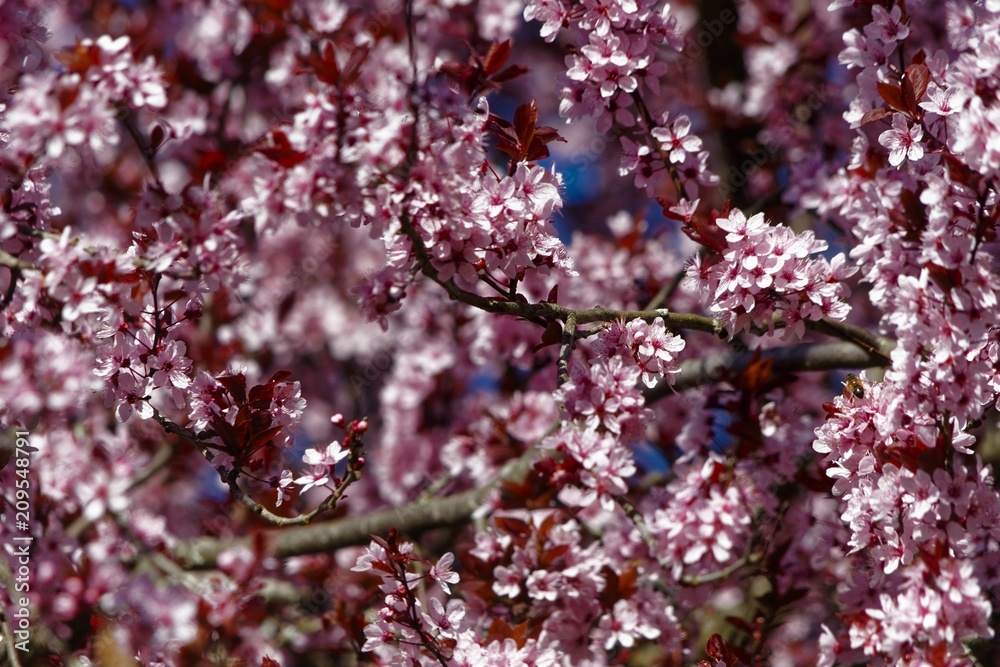 Fototapeta premium Bloodplum Blossoms