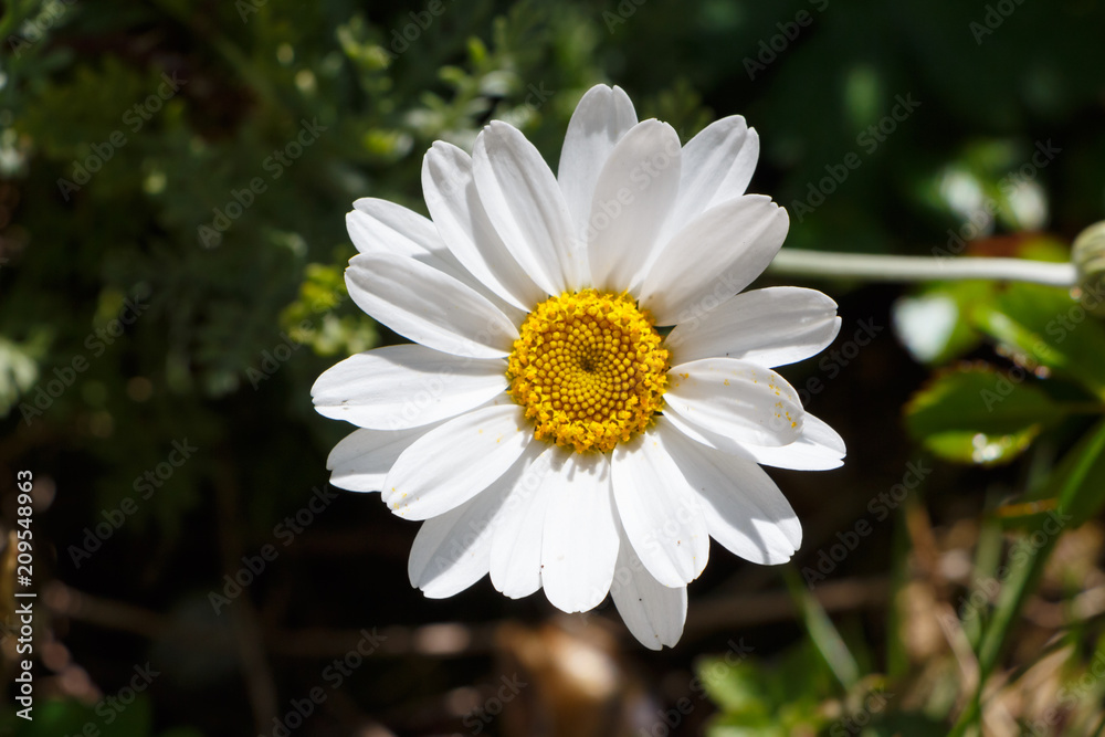 Fleur de grande marguerite dans un jardin Fleur de grande marguerite dans un jardin