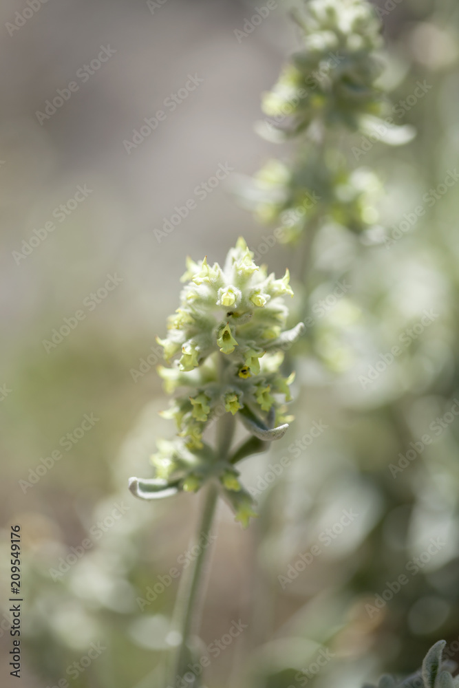 Flora of Gran Canaria -  Sideritis dasygnaphala