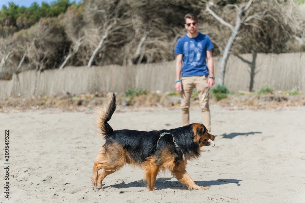 Dog running on the beach with a stick, Paestum beach. Dog running on the beach with a stick, Paestum beach.