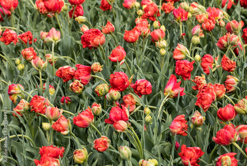 Abstract background . Colorful tulips flowers blooming in a park Abstract background . Colorful tulips flowers blooming in a park