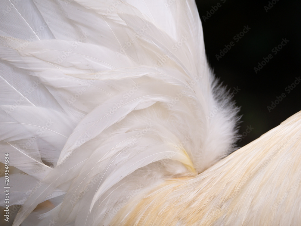 Obraz premium Tail Feathers of The Bantam