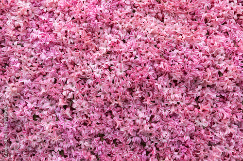 Abstract background . Close-up of pink hyacinths flowers © wjarek