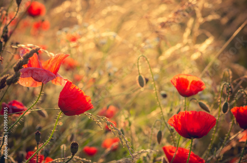 Fototapeta Naklejka Na Ścianę i Meble -  Red poppies flowers, blooming in sunlight