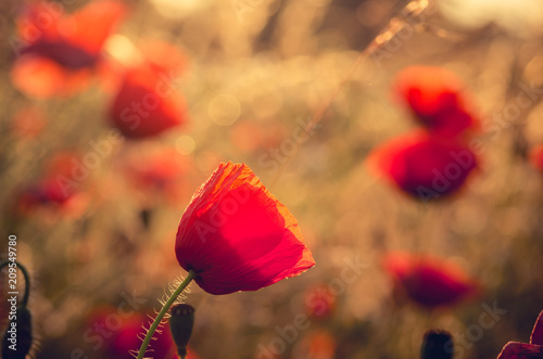 Fototapeta Naklejka Na Ścianę i Meble -  Red poppies flowers, blooming in sunlight