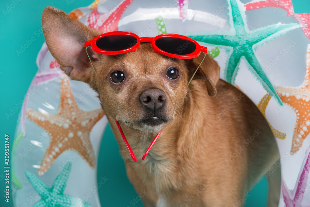 dog with an inflatable circle around his neck and with red glasses on his head, concept of summer and rest, close-up shot, turquoise background