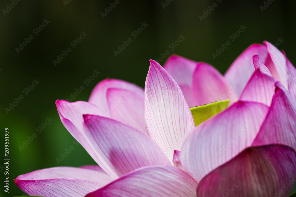 Fototapeta premium 古代蓮