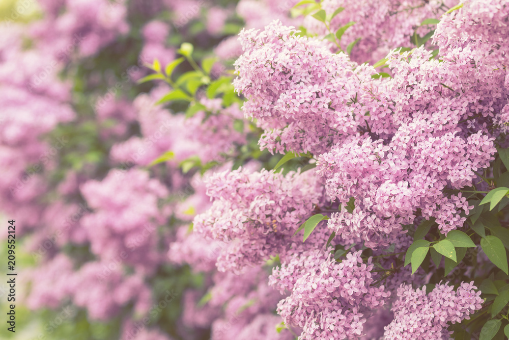 Purple flowers growing on lilac blooming shrub in park. Purple flowers growing on lilac blooming shrub in park.