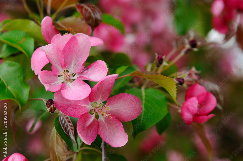 Blooming red apple tree / A close up shot of an apple tree blossom of red colour, Moscow, Russia Blooming red apple tree / A close up shot of an apple tree blossom of red colour, Moscow, Russia
