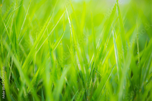 green grass nature background.