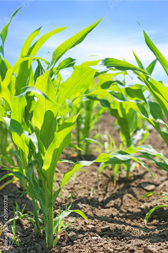 Sprouts of young corn in the garden