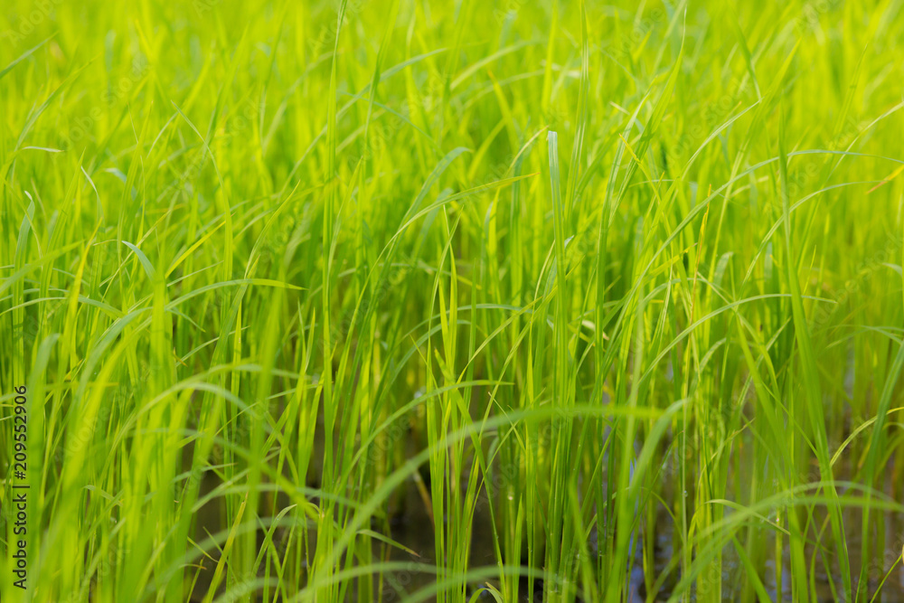 Obraz premium green grass nature background.
