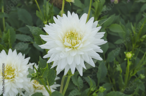 Dahlia cactus flower in the garden close up. photo