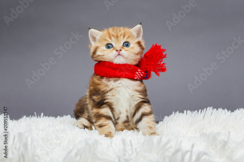 Little  kitten  in a red scarf © Okssi