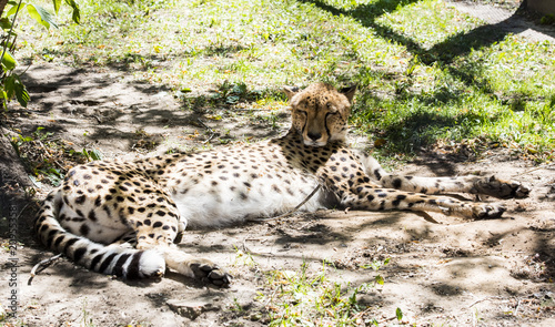 Photography wild cats, predators, tiger, Jaguar, leopard