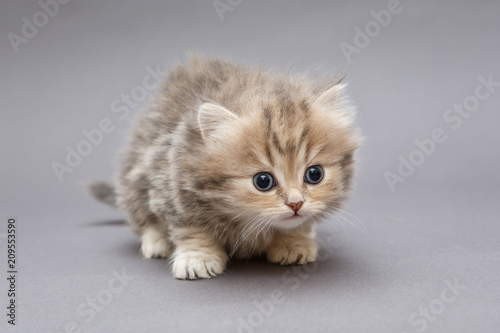 Kitten of British marble breed