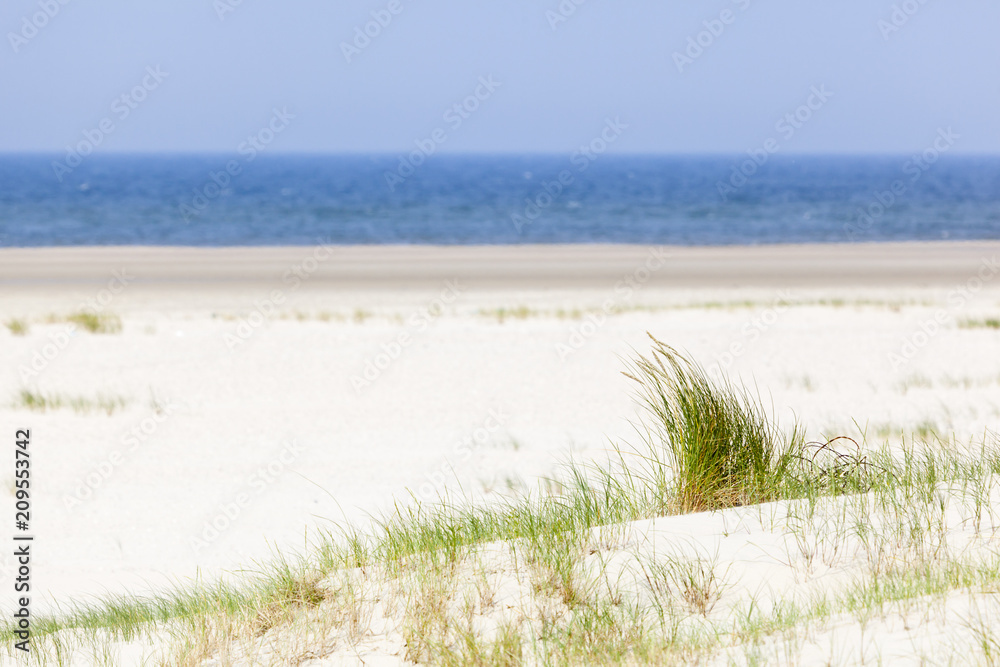 Tuft Of Grass In Beach Dunes