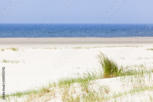 Fototapeta Naklejka Na Ścianę i Meble -  Tuft Of Grass In Beach Dunes
